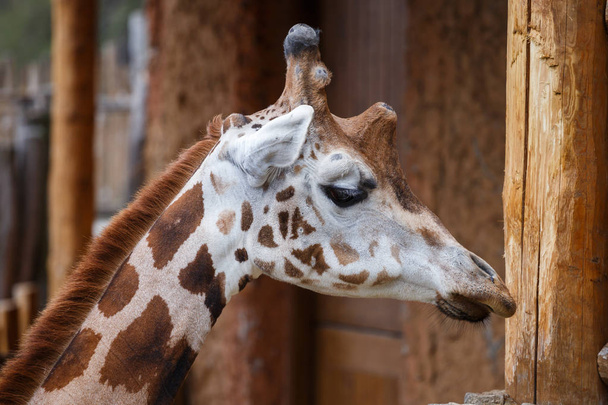 Žirafa síťovaná (Giraffa camelopardalis reticulata) - Fotografie, Obrázek