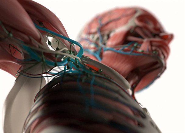 Модель анатомії людського плеча
 - Фото, зображення