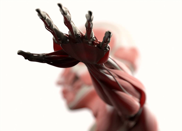 hand van de menselijke anatomie model - Foto, afbeelding