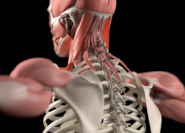 Anatomisches Modell des menschlichen Rückens - Foto, Bild