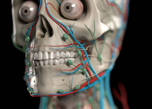 vasculaire en nerveus systemen van mens - Foto, afbeelding