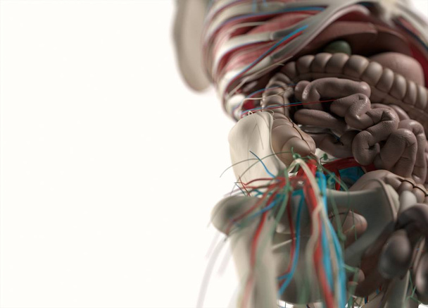сосудистая и нервная системы человека
 - Фото, изображение