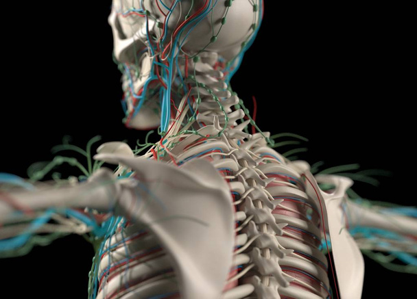 Gefäß- und Nervensystem des Menschen - Foto, Bild