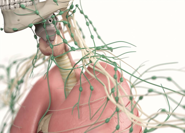 Anatomiemodell mit Nerven - Foto, Bild
