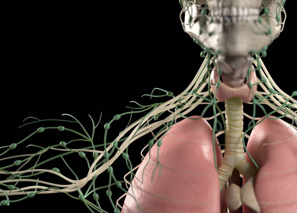 ανθρώπινη ανατομία μοντέλο με νεύρα - Φωτογραφία, εικόνα