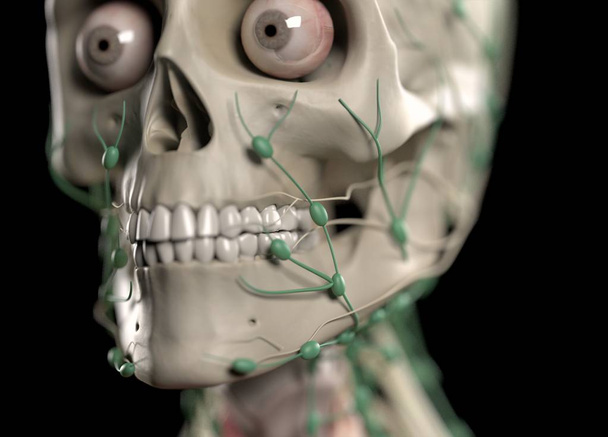 Crânio Humano com nervos e olhos
 - Foto, Imagem
