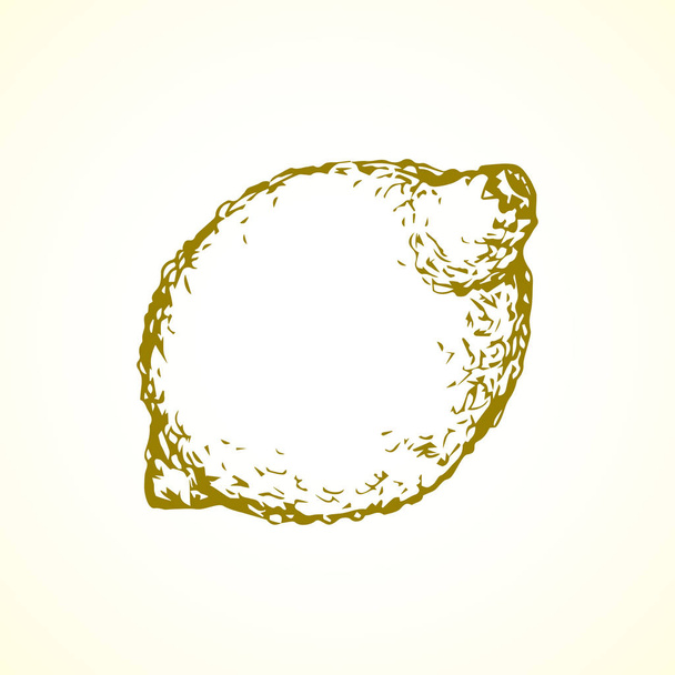 Lemon. Vector drawing - Vector, Image