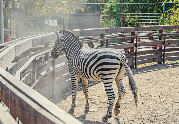 Zebra z bliska portret, ogród zoologiczny - Zdjęcie, obraz