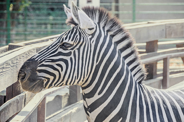 Zebra close up portrait, zoo garden - Foto, imagen