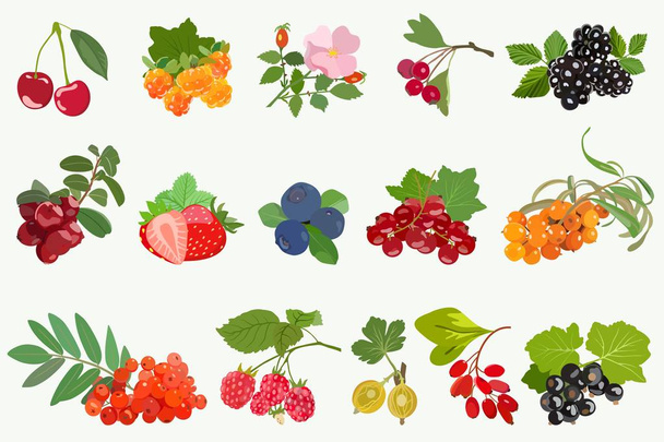 Set, érett bogyós gyümölcsök, levelek, a fehér háttér. Vektor - Vektor, kép