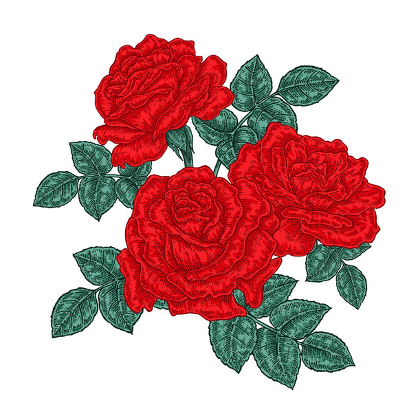 Red roses flowers and leaves in vintage style. Hand drawn botanical vector illustration. Floral design elements - Vector, Image