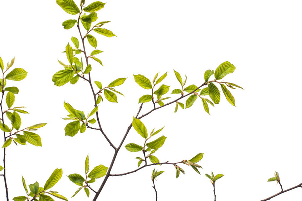 Frühlingszweig mit Blättern auf weißem Hintergrund - Foto, Bild