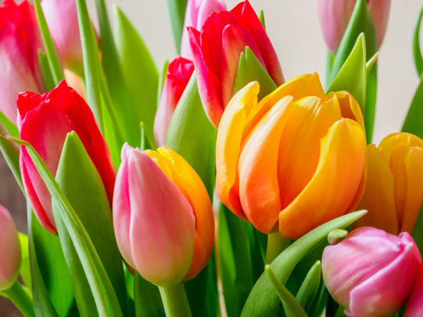 Tulip. Beautiful bouquet of tulips - Fotografie, Obrázek