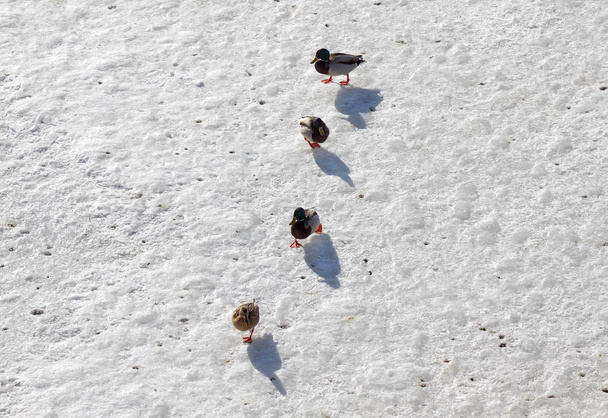 Kachna divoká se pěšky přes zamrzlou řeku - Fotografie, Obrázek