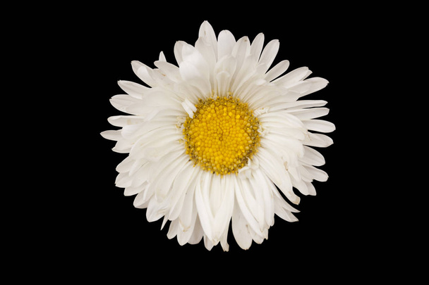 Λουλούδι μαργαριτών απομονωμένες - Φωτογραφία, εικόνα