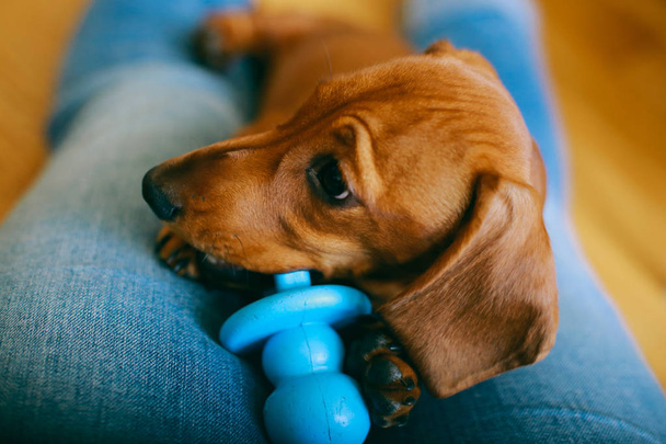 Dachshund cucciolo giocare con giocattolo gommoso
 - Foto, immagini