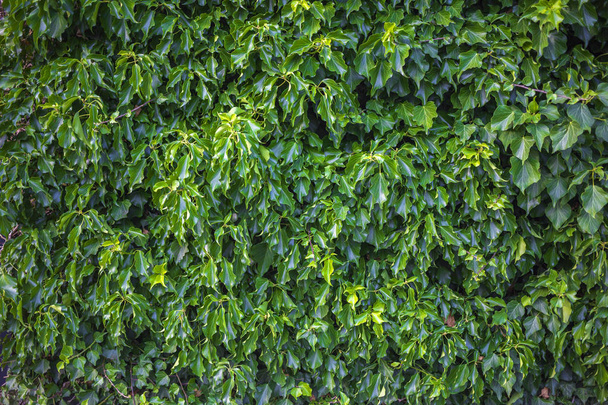 Groene bladeren achtergrond patroon textuur - Foto, afbeelding