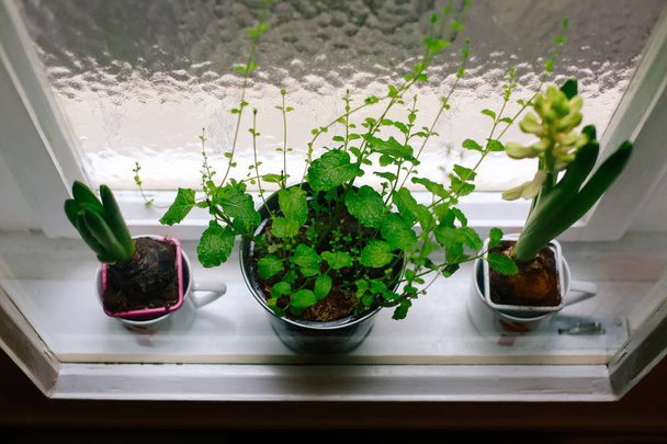 Зеленые растения дома
 - Фото, изображение