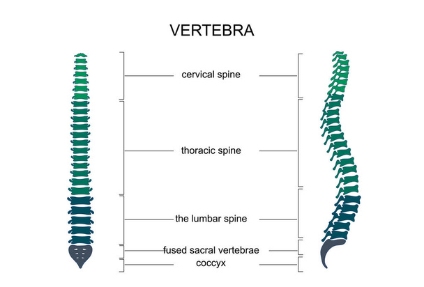 anatomia della colonna vertebrale
 - Vettoriali, immagini