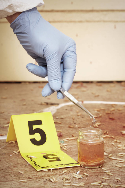 Police entomologist collecting samples of fly larva on crime scene - Фото, изображение