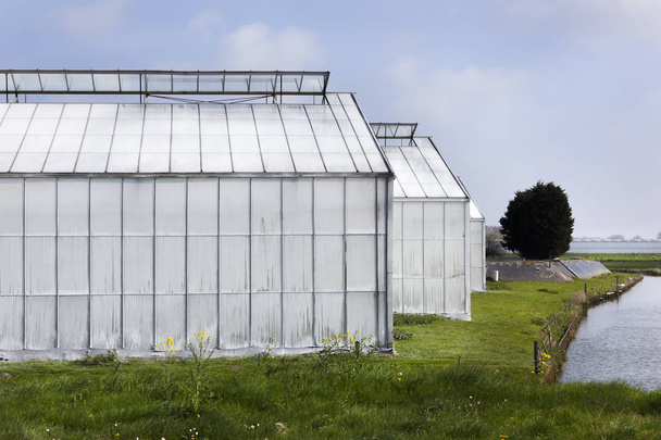 Whitened greenhouses in Westland - Photo, Image