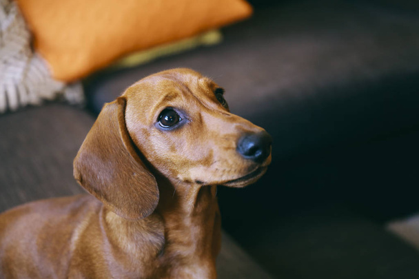 ソファの上のダックスフンド子犬のクローズ アップ - 写真・画像
