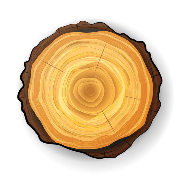 Cross Section Tree Wooden Stump Vector. Tree Round Cut With Annual Rings - Vector, Image