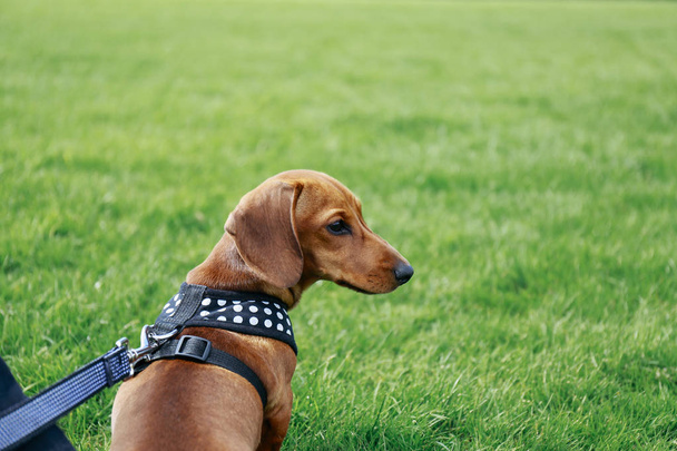 公園内のダックスフンド子犬 - 写真・画像