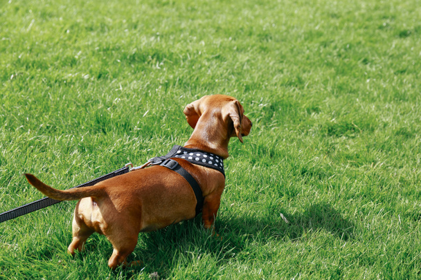 Dachshund on the grass in a park - Photo, Image