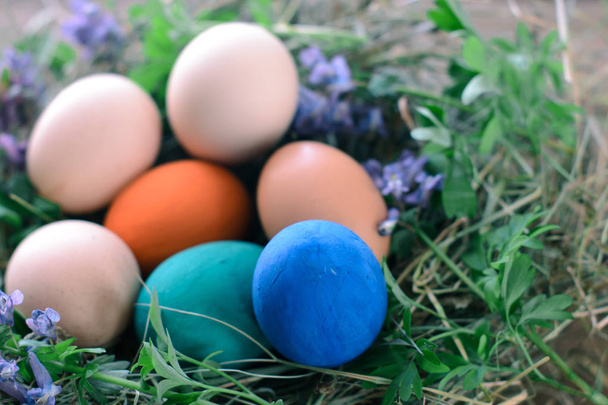 Multi-colored Easter eggs on a wooden background in the nest. - Foto, Bild