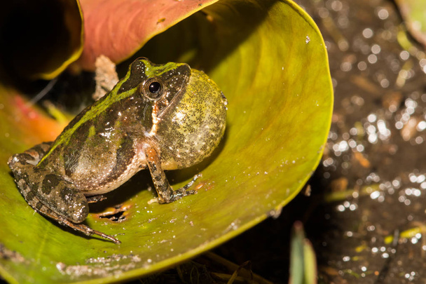 Florida kriket kurbağa - Fotoğraf, Görsel