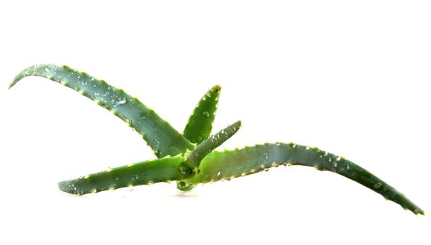 Aloe vera - Photo, image