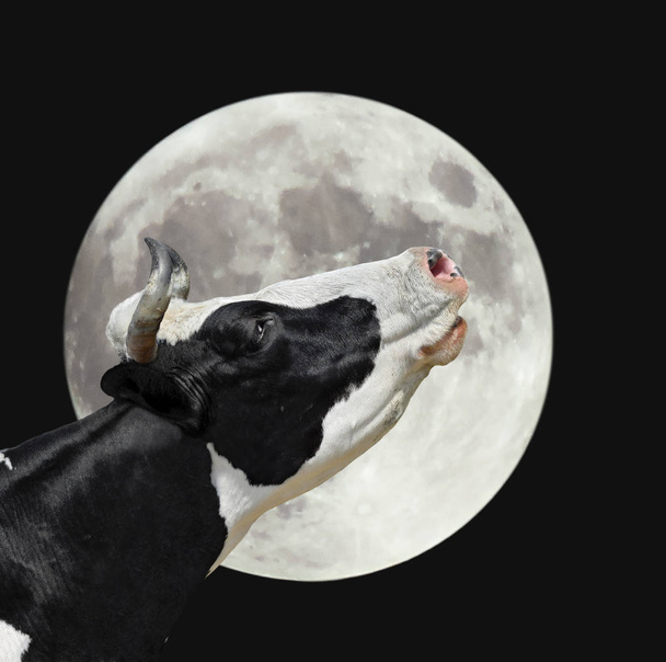 Komik inek büyük parlak ay arka plan üzerinde. Siyah ve beyaz bir inek aya inliyor. Çiftlik hayvanları. - Fotoğraf, Görsel