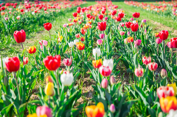 Tulipanes rojos en un prado
 - Foto, Imagen