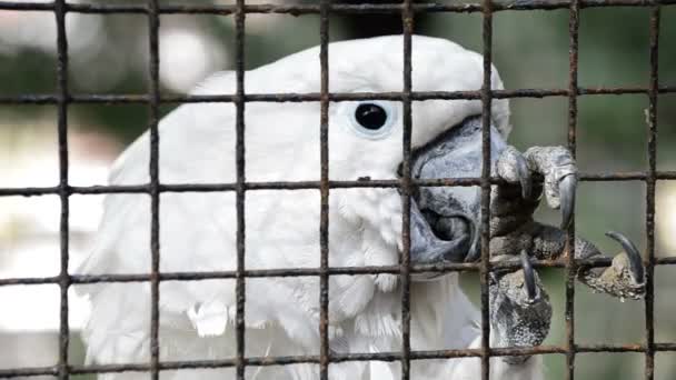 Cacatúa blanca enjaulada con expresión de tristeza y reja en cautiverio
 - Metraje, vídeo