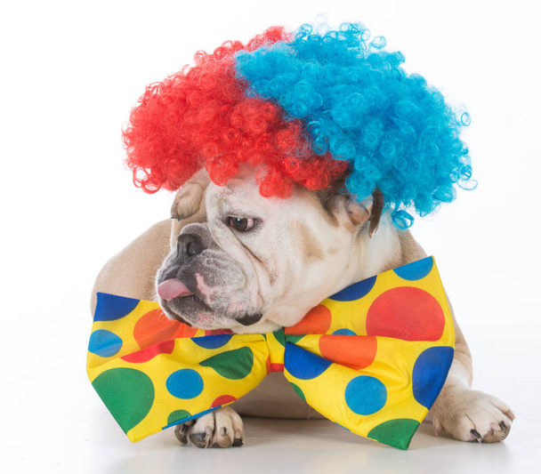 dog dressed like a clown - Zdjęcie, obraz