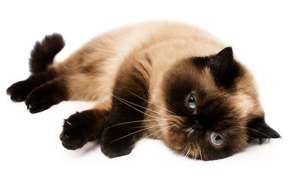 shorthair exotic cat lying - Photo, Image