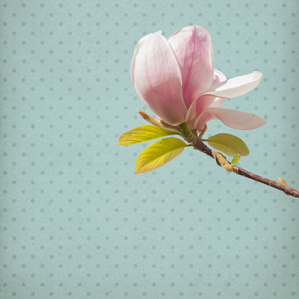 Magnolia Flower Paper Background - Фото, изображение