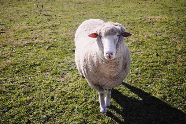 Owce w łąki w austrailia - Zdjęcie, obraz