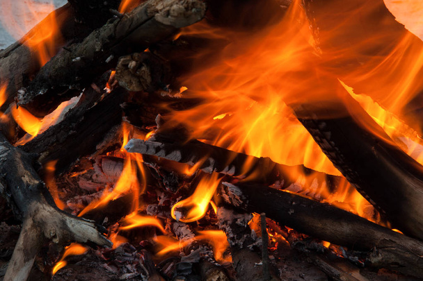 burning fire tree - Foto, Bild