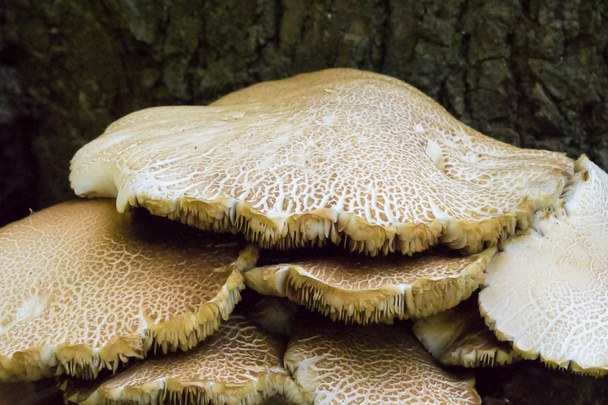 Cluster of wild mushrooms - Photo, Image