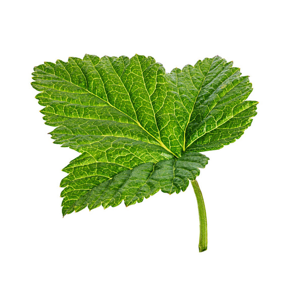 Currant leaf isolated on white background  - Photo, Image