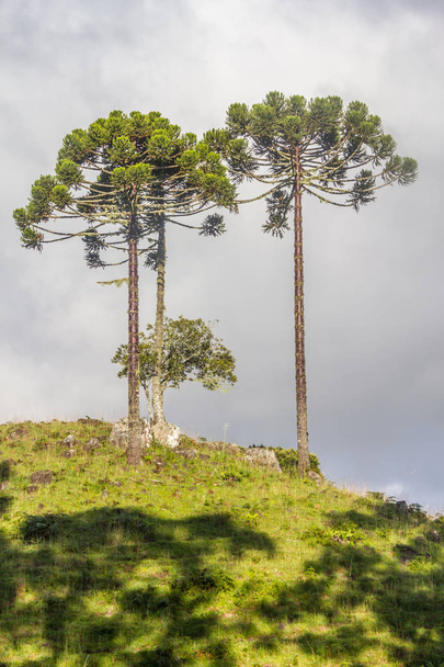 ナンヨウスギ属のラベンダー油木 - 写真・画像
