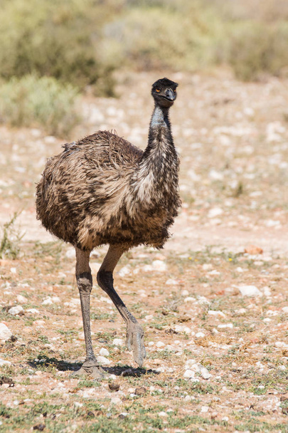  Emu walking in nature - Фото, изображение
