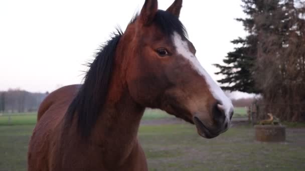 馬小屋の近くのアラブ馬 - 映像、動画