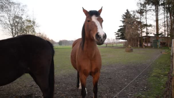 Арабської коні поблизу стабільний - Кадри, відео
