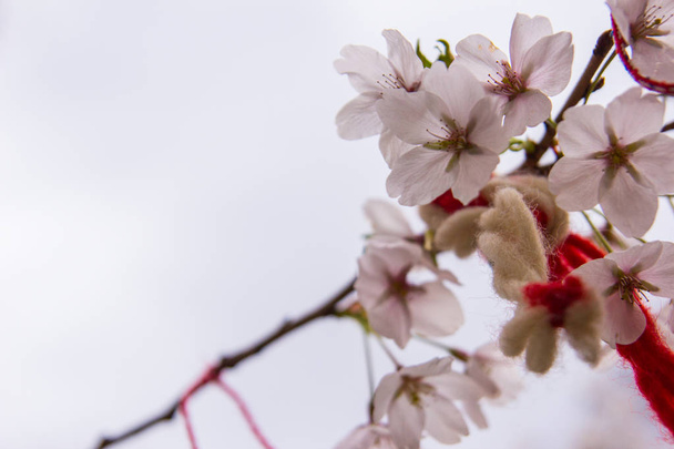 Red oriental ornamentals on a blooming cherry tree - Photo, Image