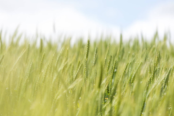 Young green wheat growing - Foto, Imagen