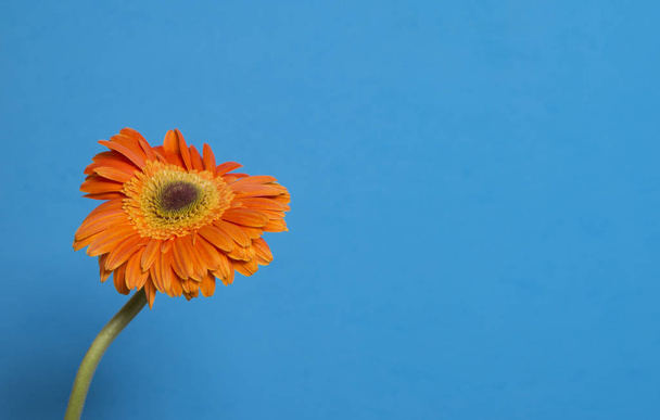 one orange daisy on blue background - Фото, зображення