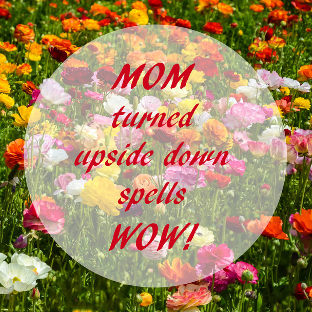 Ranunculus field - mother's day concept - Foto, afbeelding